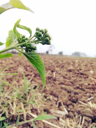 野生植物麻风病