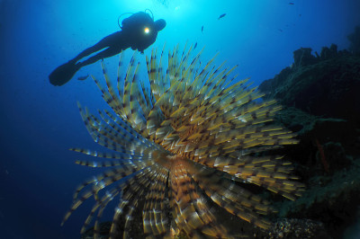 水下海洋生物