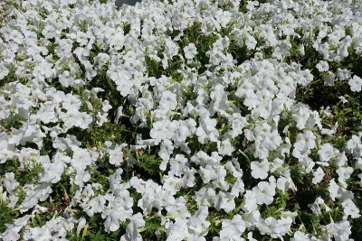 8月有大量盛开的白色矮牵牛花
