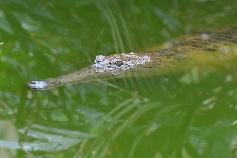 淡水鳄鱼