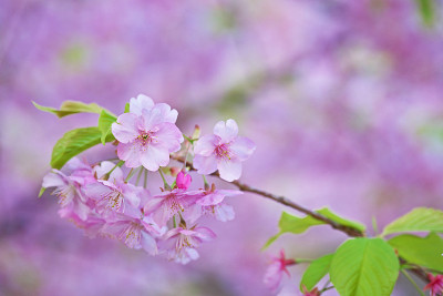 樱花