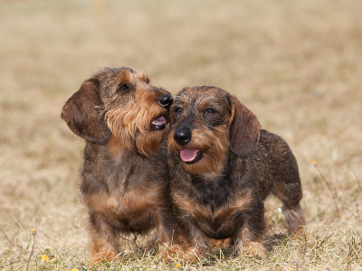 两个狗的肖像繁殖铁毛腊肠犬