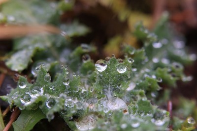 蓟上的水珠