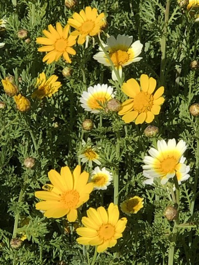 黄色和白色的雏菊