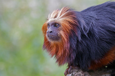近距离观察栖息在栖息地的金头狮绢毛猴(Leontopithecus chrysomela)