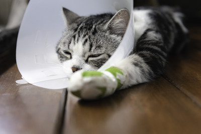 一只断了腿的猫戴着伊丽莎白时代的项圈，以保护舔腿的夹板，睡在木地板上