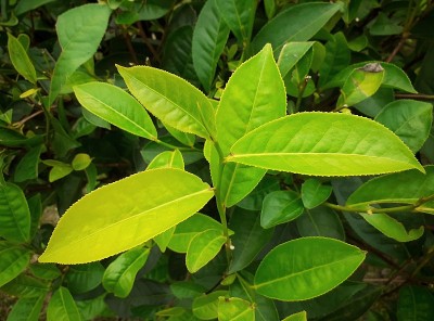 花园里的绿茶的特写图像