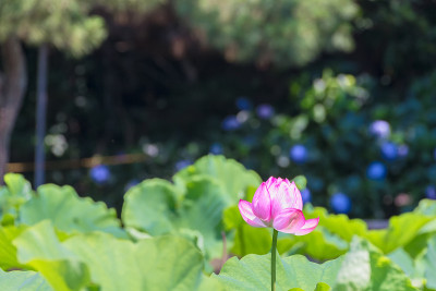 莲花