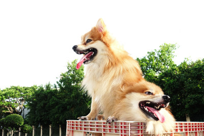 家庭棕色博美犬美丽的狗户外美丽的狗