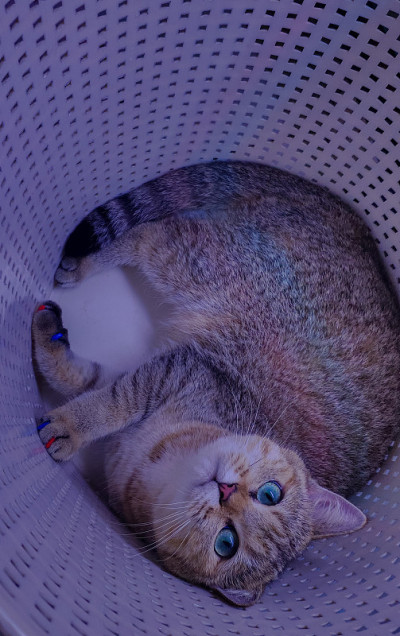 金斑英国短毛猫
