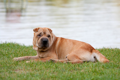 sharpei狗