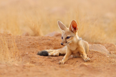 印度狐狸，孟加拉Vulpes bengalensis，印度Ranthambore国家公园。野生动物在