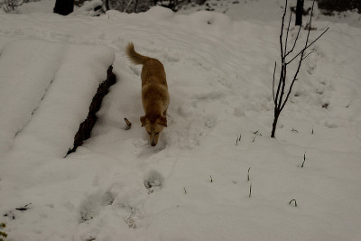 印度狗在大自然的雪地上奔跑和玩耍