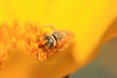 蜜蜂
