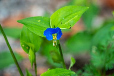 亚洲的Dayflower盛开