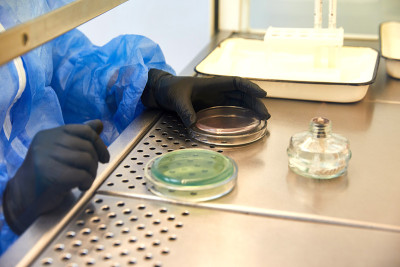 在微生物实验室操作培养皿的技术员或科学家的手套手。细菌培养基。微生物学家。细菌