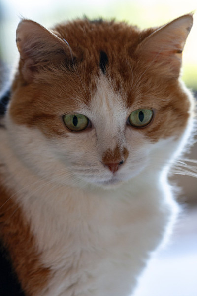 家猫