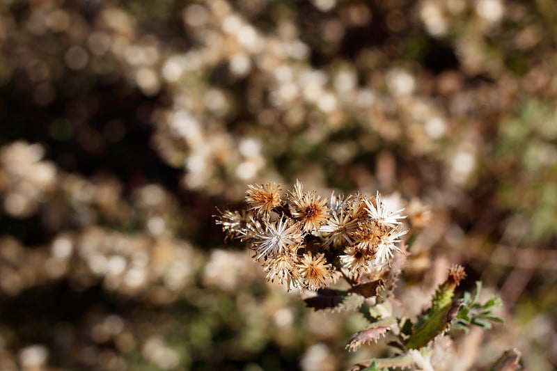 HAZARDIA SQUARROSA FRUIT - TOPANGA SP - 021721 B