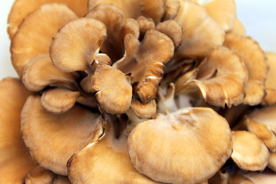 Maitake Mushrooms