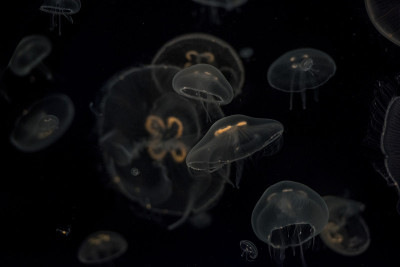 水母孤立在黑海