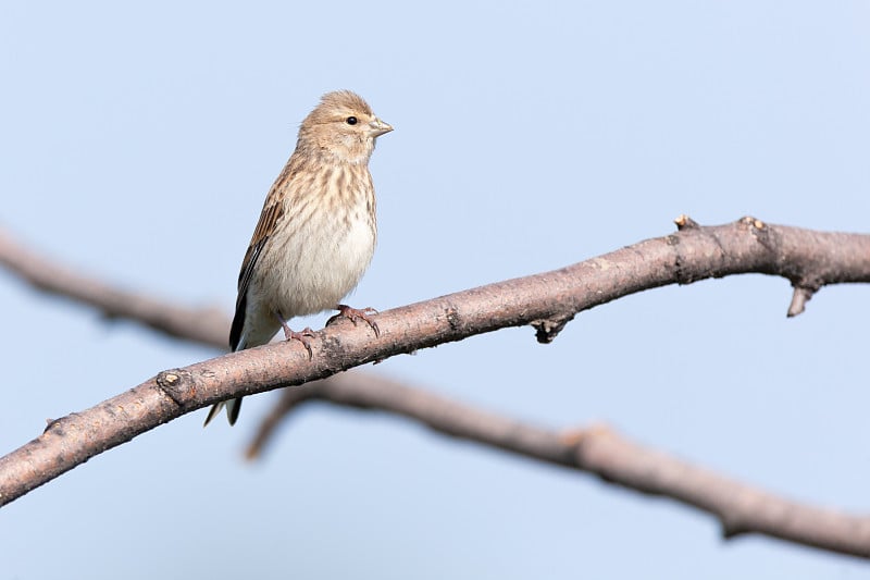 Linnet (Acanthis cannabina)