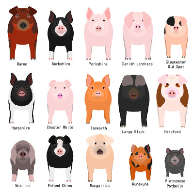 pigs chart with breeds name