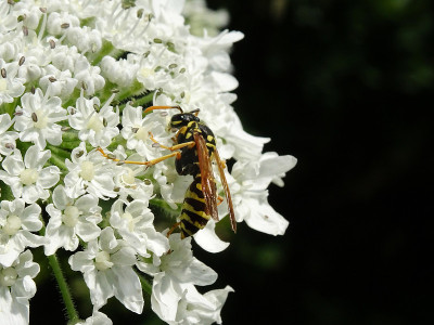 一种欧洲黄蜂在大猪草上吸食花蜜，学名为Heracleum mantegazzianum，