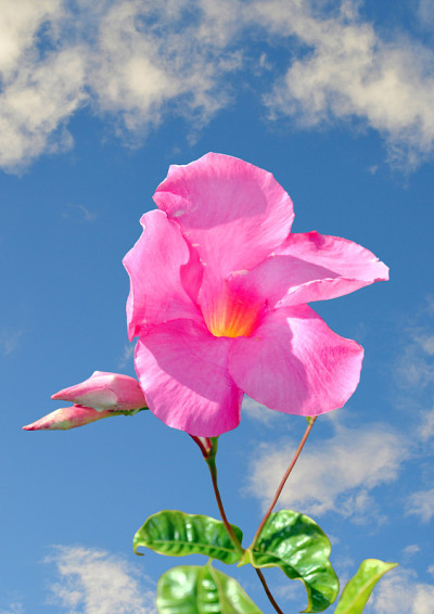曼德维拉玻利维亚花