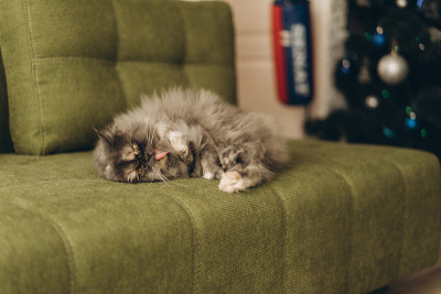 毛绒绒的猫在新年树的背景，散焦从一个花环。选择性对焦，胶片和颗粒照片