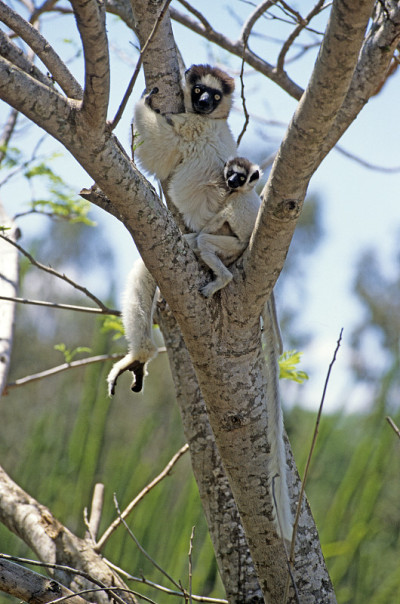 Verreaux的Sifaka