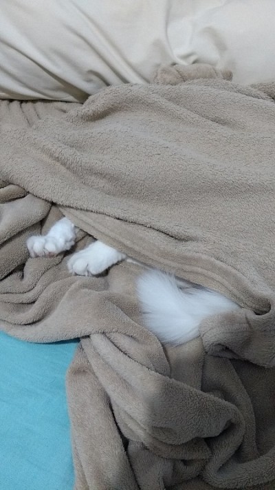 土耳其安哥拉猫