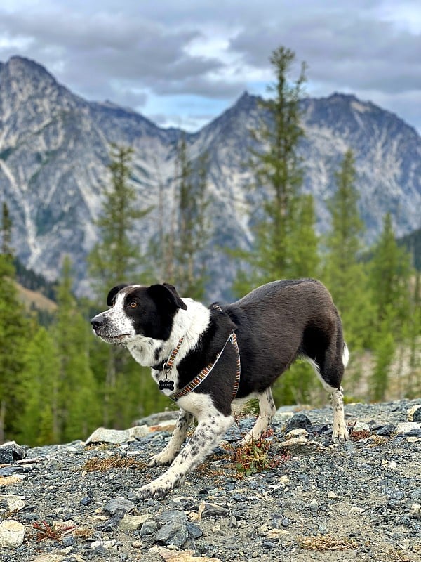 边境牧羊犬准备好了