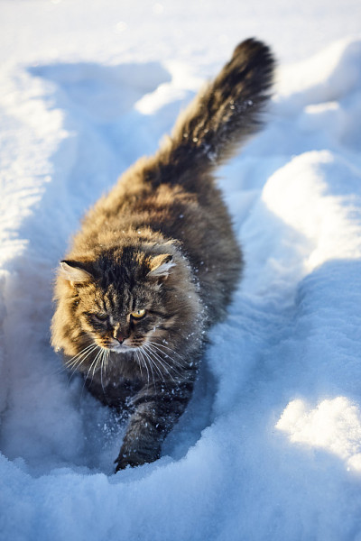 严重的西伯利亚猫在深雪中奔跑