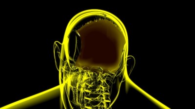 人体骨骼、头盖骨、枕骨解剖学的医学概念