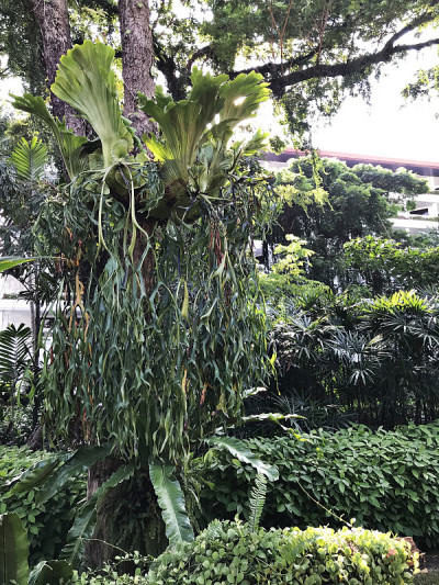 银矾或鹿角蕨。