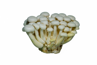 石碣菇白色品种分离