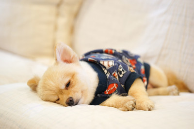 昏昏欲睡的博美犬穿着狗t恤在沙发上打盹