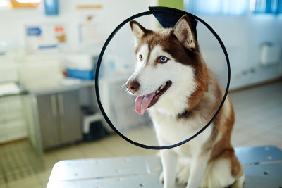 漏斗领犬
