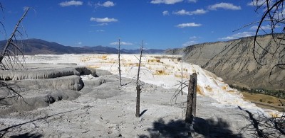 Barren trees at Mammoth Hot Springs, Yellowstone N