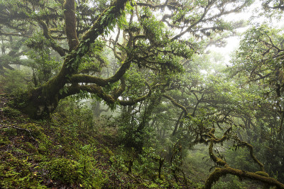马德拉岛法纳尔雾天神奇的月桂森林场景