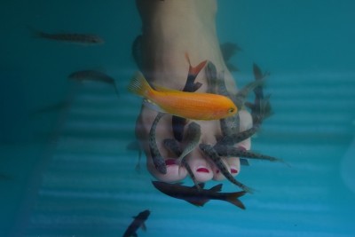温泉鱼吃。