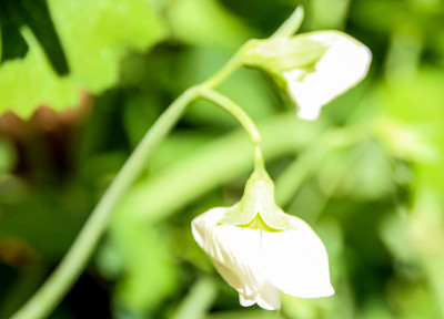 豌豆芽新兴
