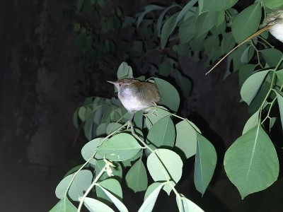 常见的缝匠鸟(Orthotomus sutorius)是一种在亚洲热带地区发现的鸣禽。
