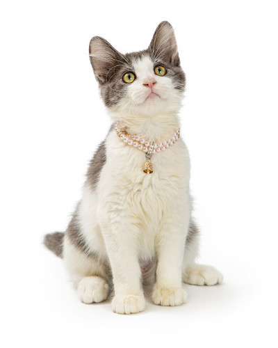 可爱的小猫戴着珍珠项链
