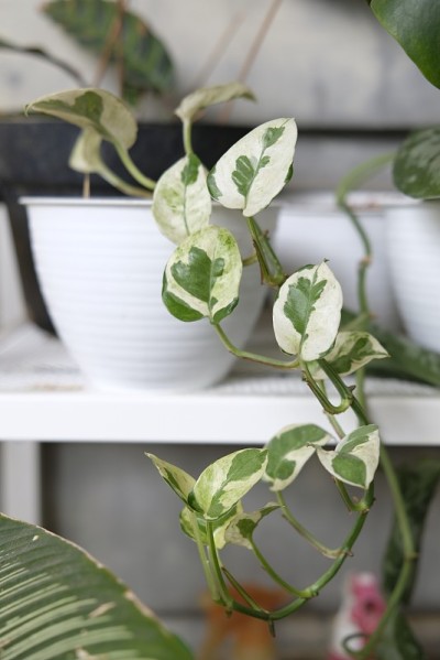 长牙的左象牙硬币，或称Epipremnum Aureum Njoy。