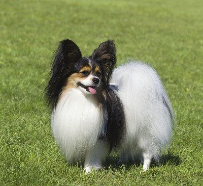 纯种蝶耳犬的肖像