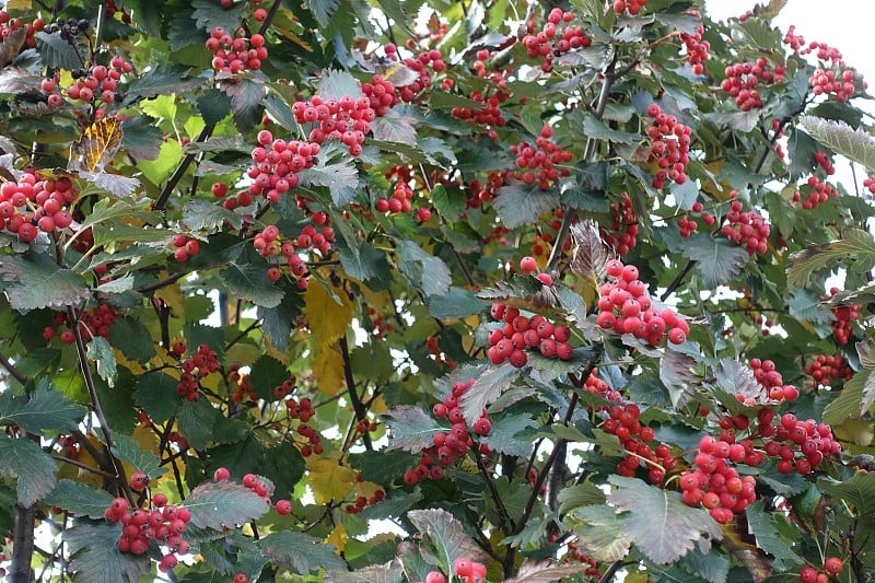 10月花梨花的深绿色叶子和红色浆果