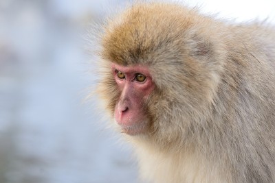 Snowmonkey