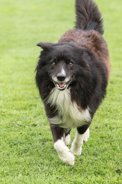 边境牧羊犬
