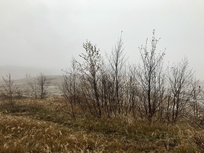 冰岛大Geysir地热区的秋冬景观:黄金圈的自然地标——泥、灌木、雾、沸水和冰